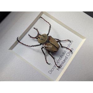 Dicronocephalus wallichii